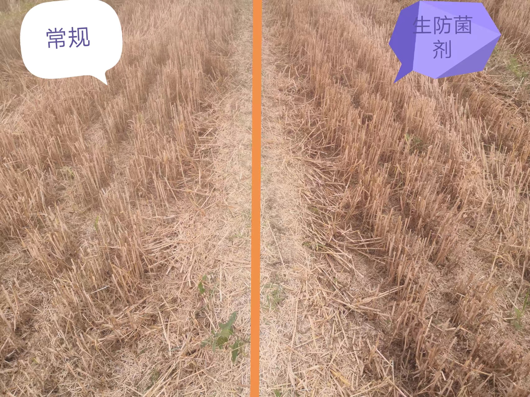 小麥?zhǔn)┯镁娓Ч?麥一茬