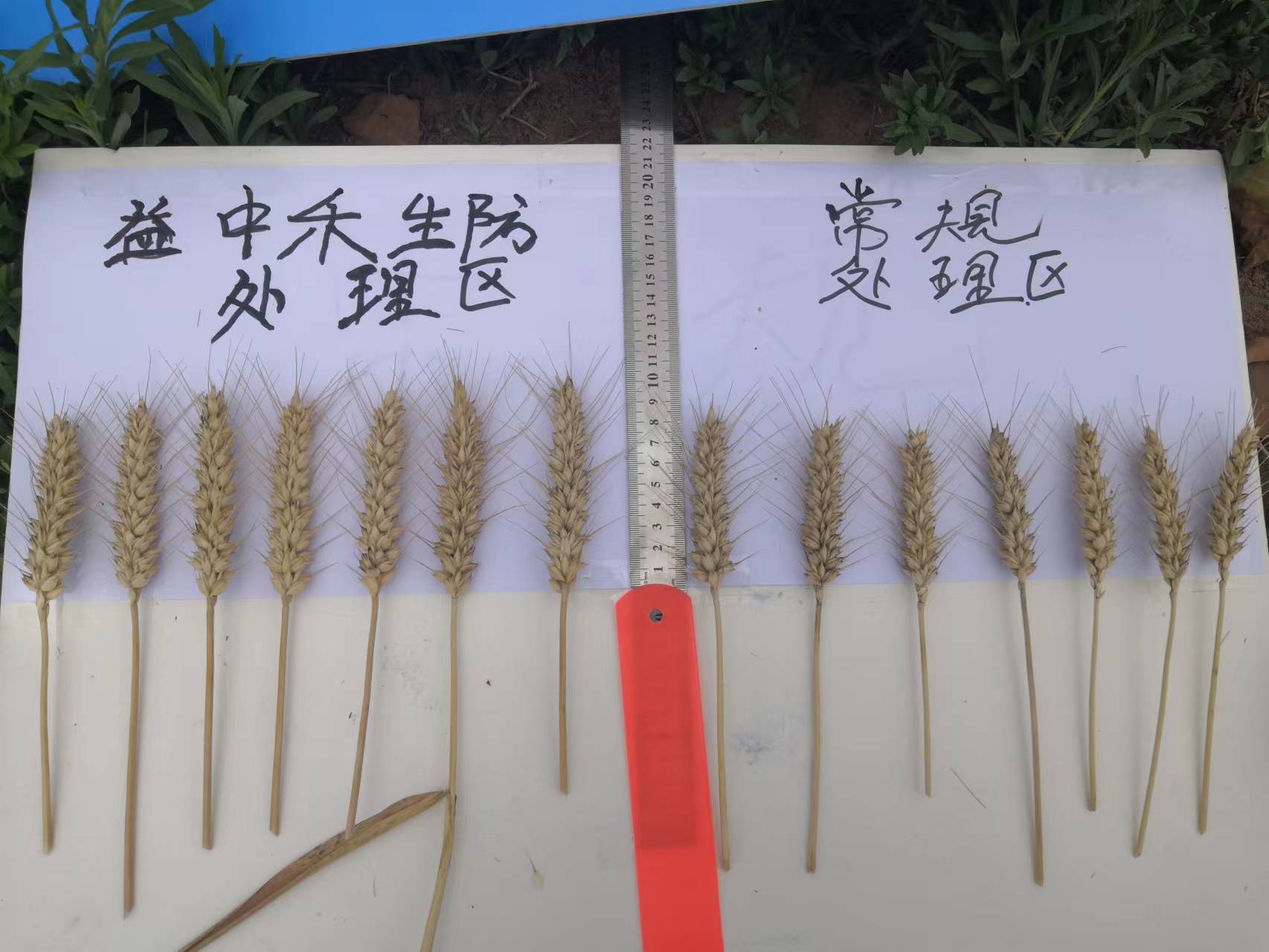 小麥?zhǔn)┯镁娓Ч?麥穗