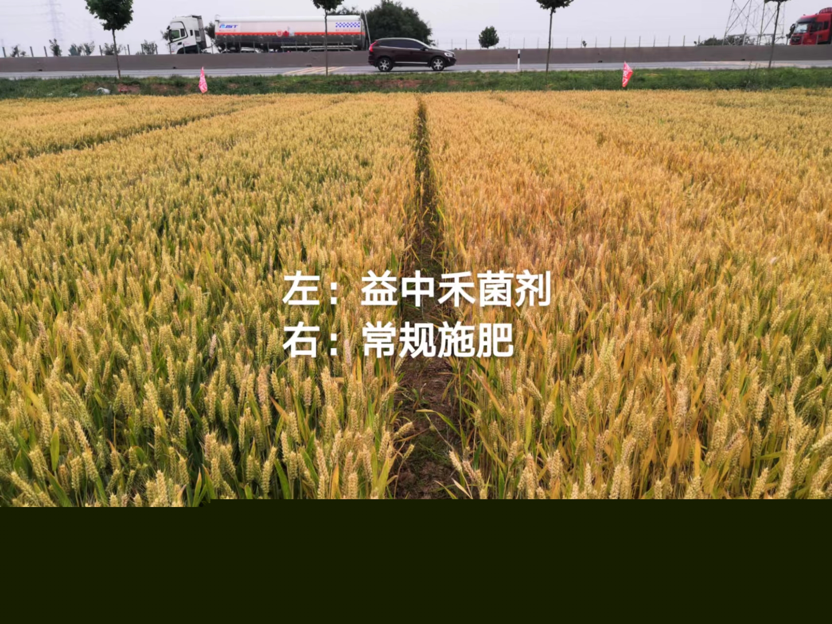 小麥?zhǔn)┯镁娓Ч?長(zhǎng)勢(shì).